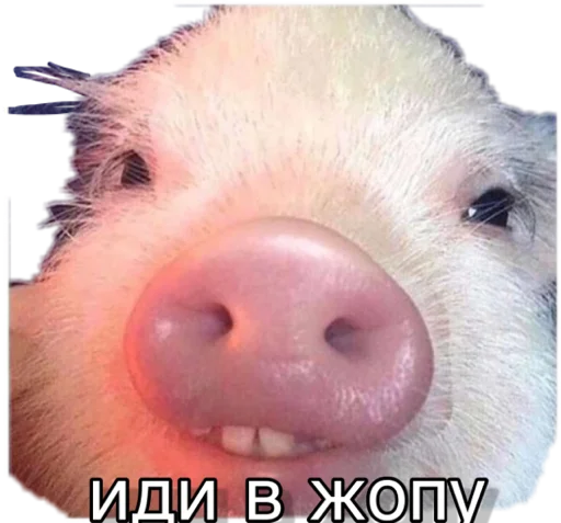 животное млекопитающее свинья