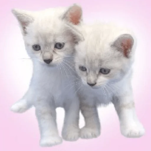 Стикер для няшек - 1