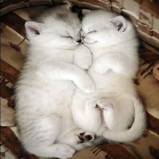 Sticker kitty999 - 1