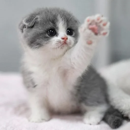 Стикер kitty999 - 1