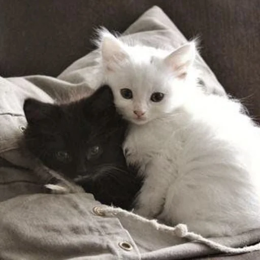 Sticker kitty999 - 1