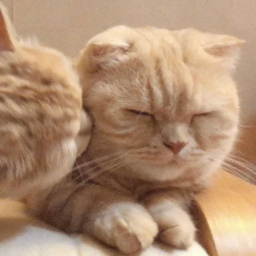 Sticker kitty999 - 1