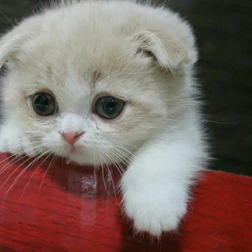 Sticker kitty999 - 1