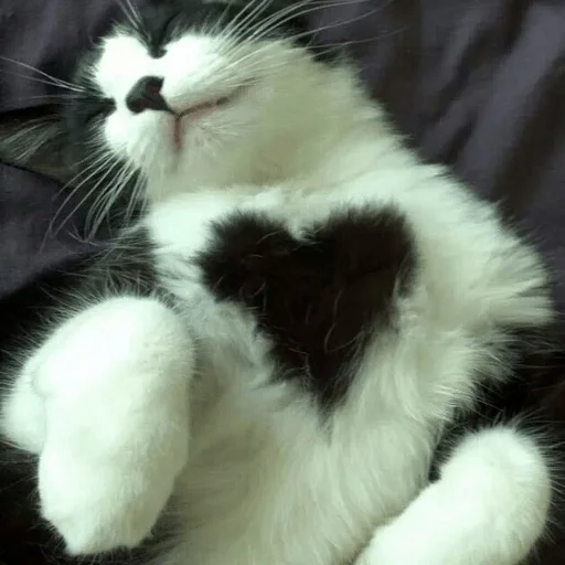 Sticker kitty999 - 1