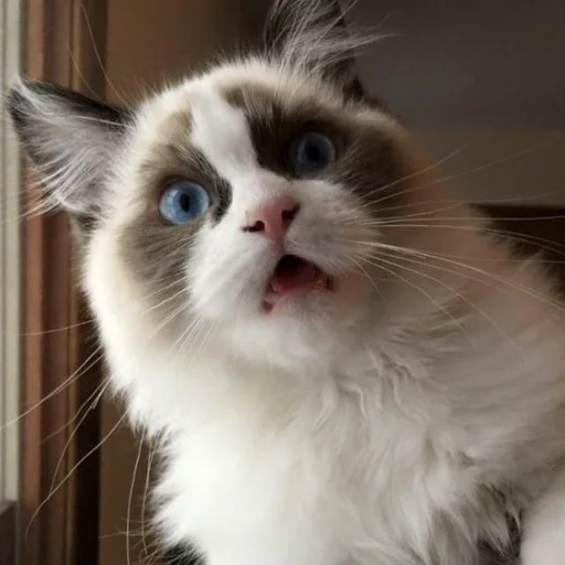 Sticker kitty999 - 1