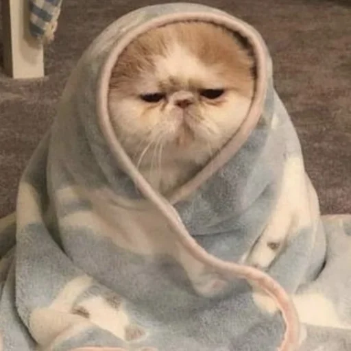 Sticker kitty999 - 1