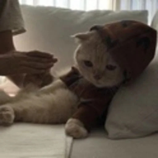 Sticker kitty999 - 1