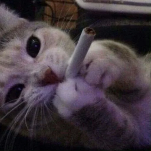 Sticker kitty999 - 1