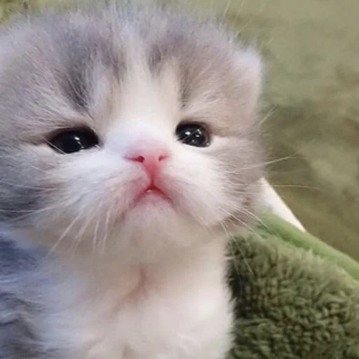 Sticker kitty999 - 1