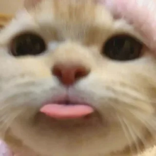 Sticker Котята для Викуси❤️ - 3