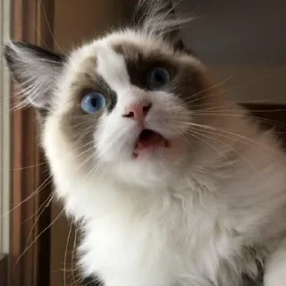 Sticker Котята для Викуси❤️ - 11