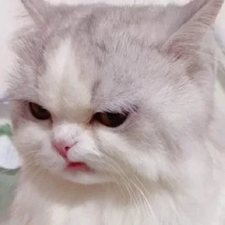 Sticker Котята для Викуси❤️ - 1