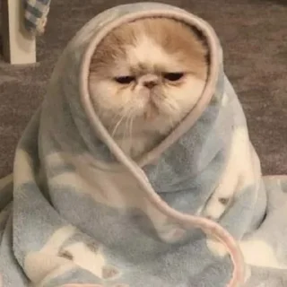 Sticker Котята для Викуси❤️ - 7