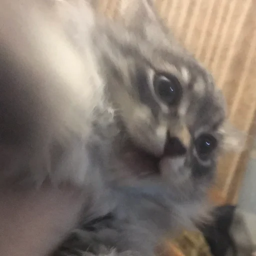 Котик - животное