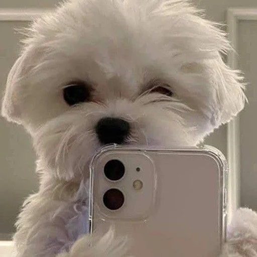 pet indoor dog breed