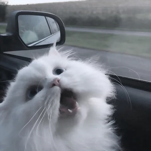 Sticker kitty_mori - 1