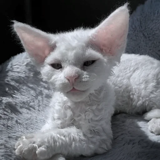 Sticker kitty_mori - 1