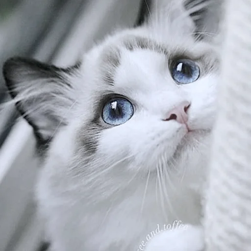 Sticker kitty_mori - 1