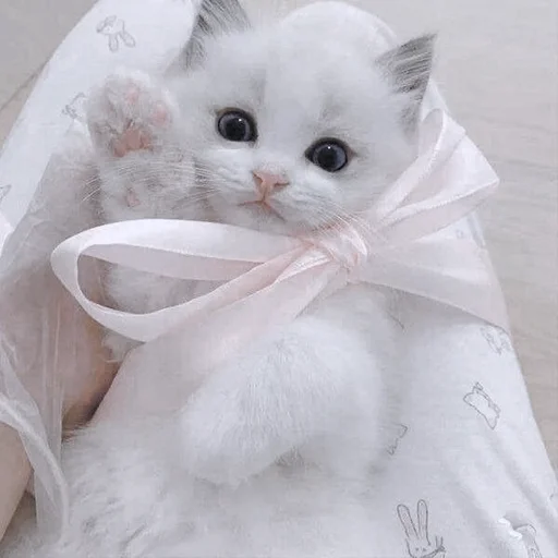 Sticker kitty_mori - 1