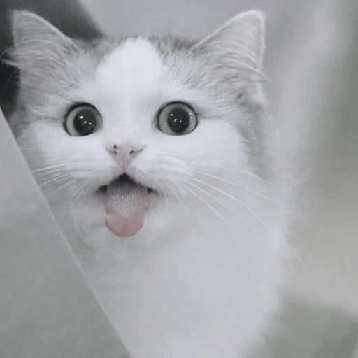 Sticker kitty_mori - 1