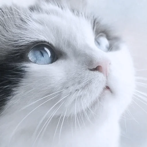 Sticker kitty_mori - 1