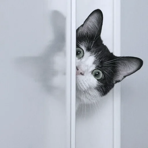 Sticker kitty_mori - 1