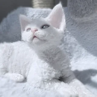 Sticker ✦ by @noiromori ✦ - 10