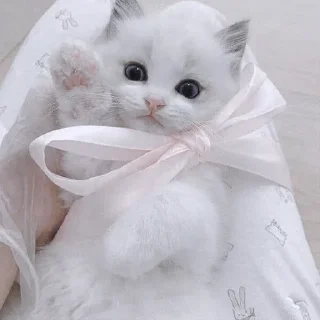 Sticker ✦ by @noiromori ✦ - 5