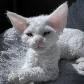 Sticker ✦ by @noiromori ✦ - 7