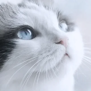 Sticker ✦ by @noiromori ✦ - 3