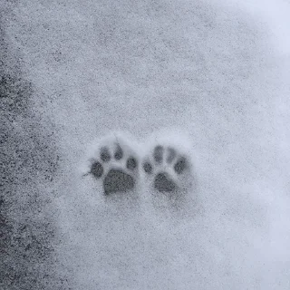 Sticker ✦ by @noiromori ✦ - 11