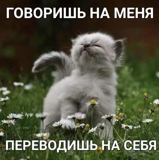 котики - наркотики - 