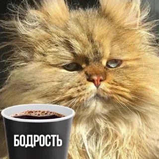 Sticker Больше стикеров тут: @stickers_memy - 8