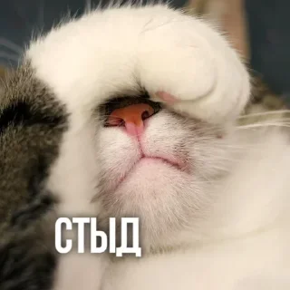 Sticker Больше стикеров тут: @stickers_memy - 0