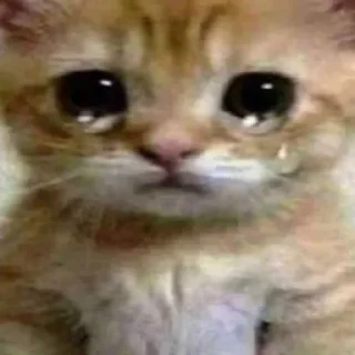 Стикер милые котики @kittyjpeg - 9