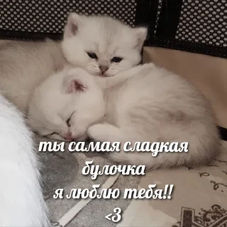 Стикер милые котики @kittyjpeg - 8