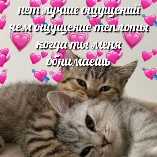 Стикер милые котики @kittyjpeg - 7