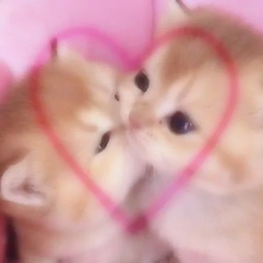 Sticker kittyjpeg - 1