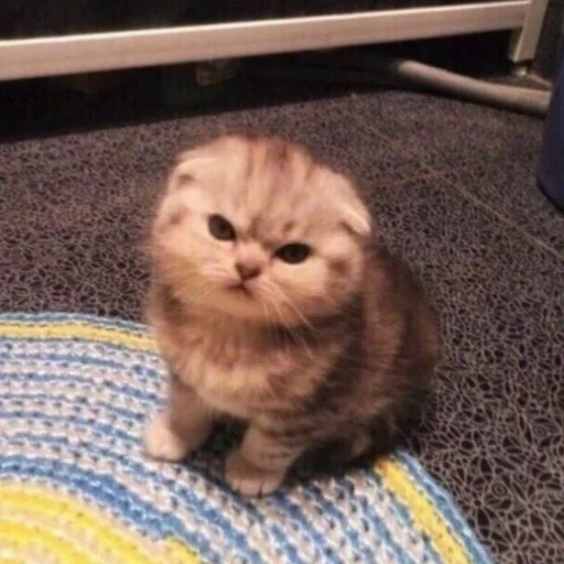 Sticker kittyjpeg - 1