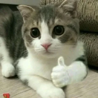 Стикер милые котики @kittyjpeg - 5