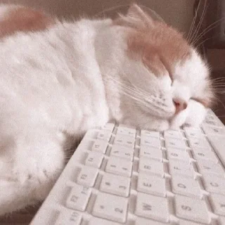 Стикер милые котики @kittyjpeg - 1