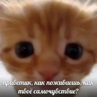 Стикер милые котики @kittyjpeg - 0