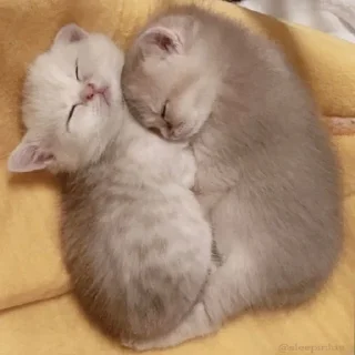 Стикер милые котики @kittyjpeg - 10