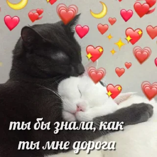 Стикер милые котики @kittyjpeg - 2