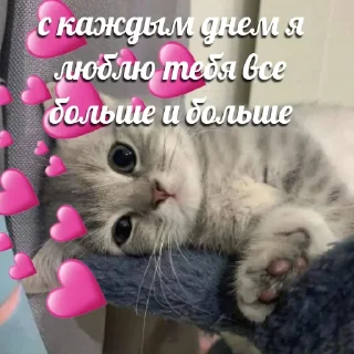 Стикер милые котики @kittyjpeg - 3