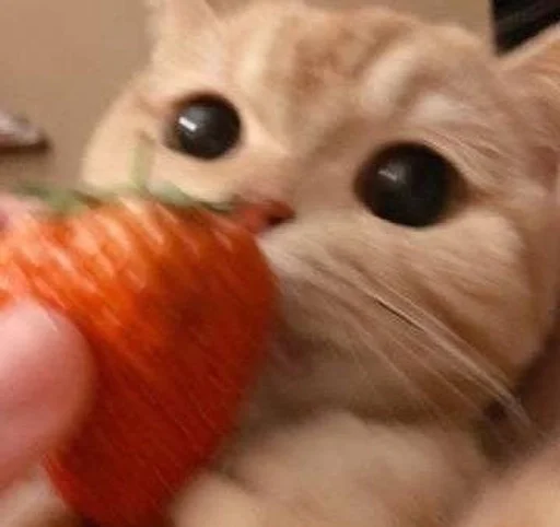 cat animal fruit