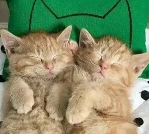 животное млекопитающее кошка