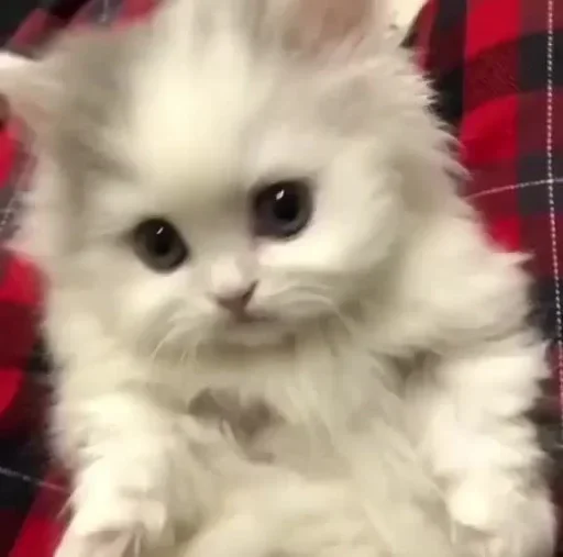 млекопитающее животное кошка