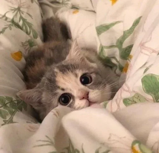 кошка кошки малого и среднего размера кошачьи