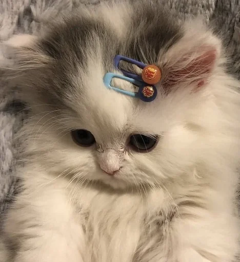 животное млекопитающее кошка